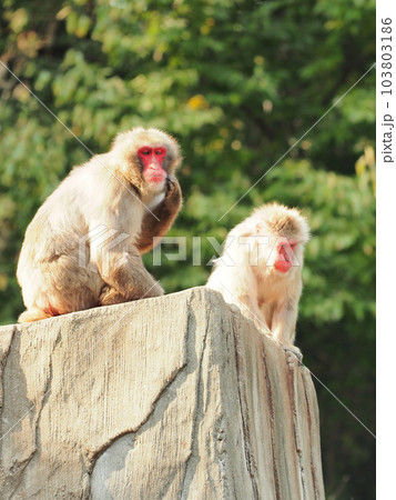 退屈で頬を掻いているボス猿とやる気のない手下猿 103803186