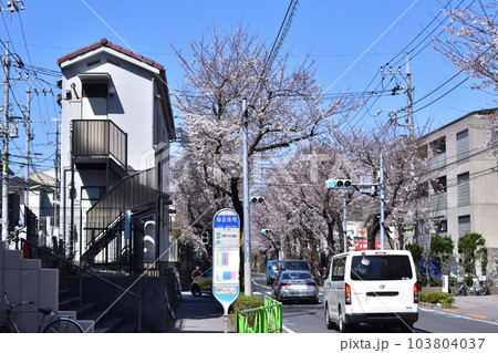 世田谷桜丘・千歳通り桜丘住宅バス停の桜並木 103804037