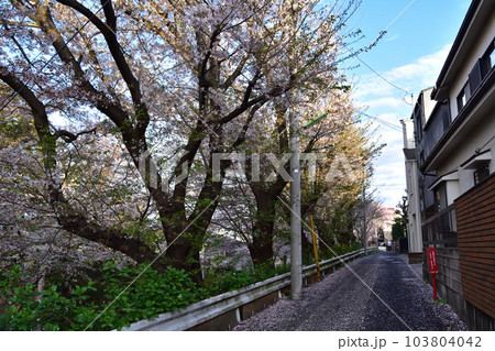 世田谷・千歳通り笹原小学校東の交差点付近の坂道と桜並木 103804042