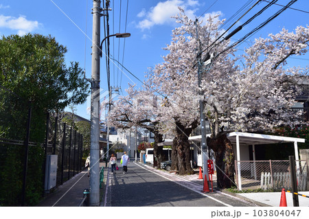 杉並・浜田山の住宅地の桜風景 杉並・浜田山の住宅地の桜風景 103804047
