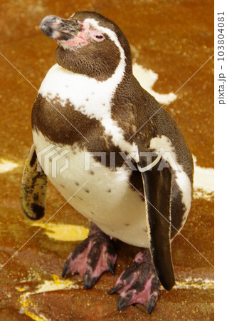 フンボルトペンギン　可愛い姿　動物 103804081