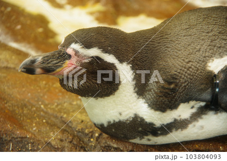 フンボルトペンギン 可愛い姿 動物 フンボルトペンギン 可愛い姿 動物 103804093