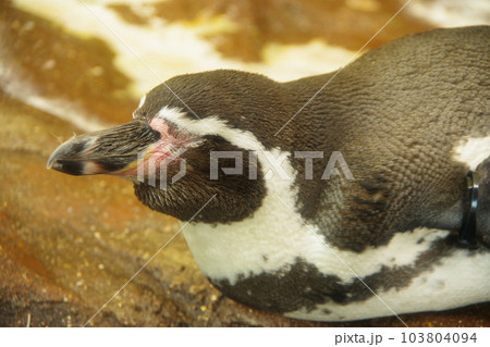 フンボルトペンギン　可愛い姿　動物 103804094
