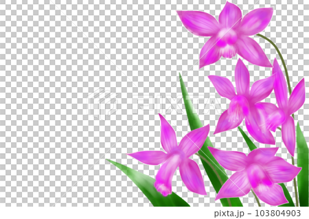 紫蘭（シラン）の花のカード 103804903