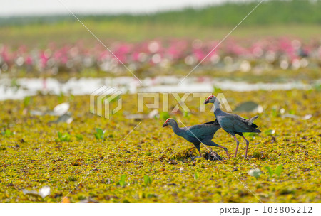 Two Purple Swamphen walk and look for food in field of grail together and stay in front of red lotus 103805212
