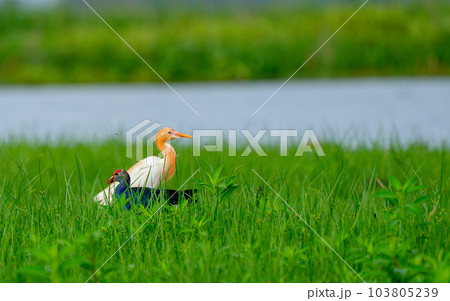 Cattle Egret, Bubulcus ibis stay together with Purple Swamphen in grass field near water reservoir Cattle Egret, Bubulcus ibis stay together with Purple Swamphen in grass field near water reservoir 103805239