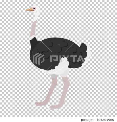 一隻鴕鳥無主線簡單可愛手繪插畫 一隻鴕鳥無主線簡單可愛手繪插畫 103805960