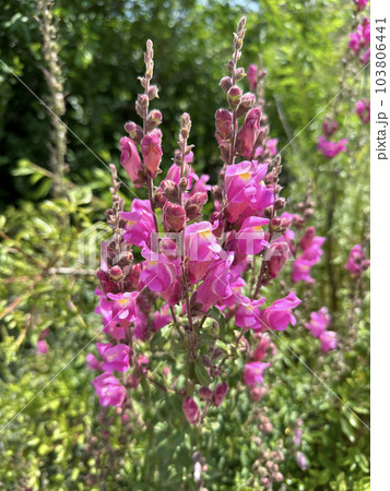 Dragon flowers, snapdragons or dog flower (lat. Antirrhinum) Dragon flowers, snapdragons or dog flower (lat. Antirrhinum) 103806441
