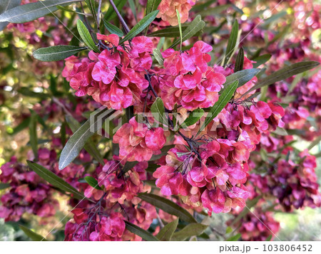 Broadleaf hopbush (lat.- Dodonaea viscosa) 103806452