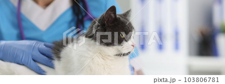 Closeup of veterinarian examining cute beautiful cat 103806781