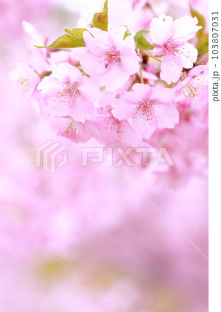 ピンク色の花のアップ　河津桜 103807031