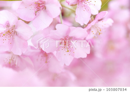 ピンク色の花のアップ 河津桜 ピンク色の花のアップ 河津桜 103807034