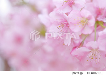 ピンク色の花のアップ 河津桜 ピンク色の花のアップ 河津桜 103807036