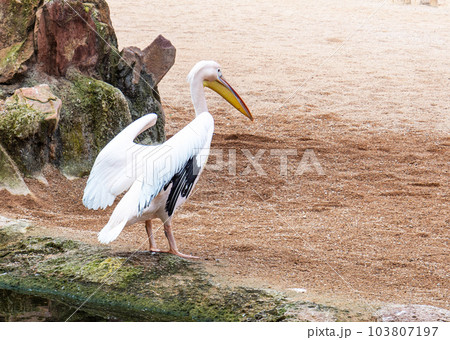Pelican on the sand. Valencia 103807197