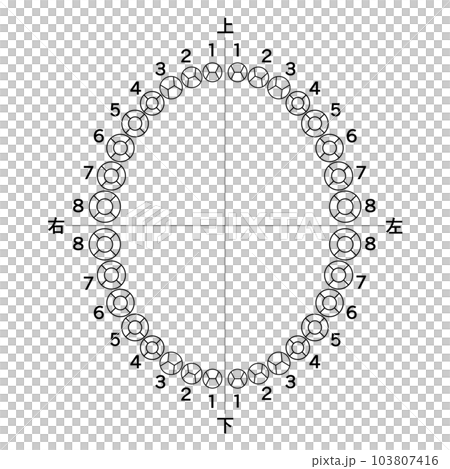 沒有乳牙的牙科病歷（病歷）牙齒排列成橢圓簡圖 103807416