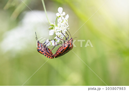 Mating pait of Striped bug. 103807983