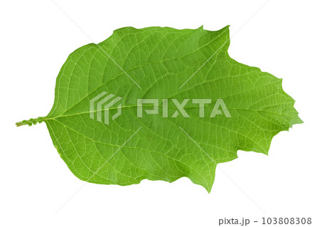 Green Viburnum leaf isolated on white background 103808308
