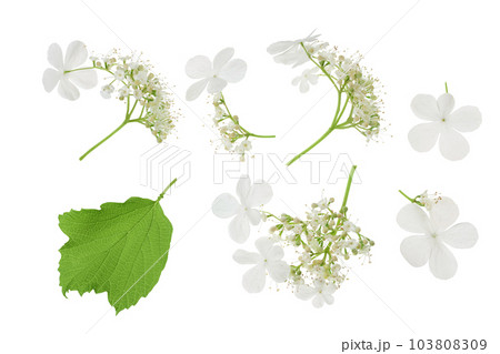 Viburnum flower isolated on a white background. Top view. Flat lay. 103808309