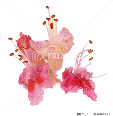 Aesculus x carnea or red horse chestnut isolated on white background. Top view. Flat lay Aesculus x carnea or red horse chestnut isolated on white background. Top view. Flat lay 103808351