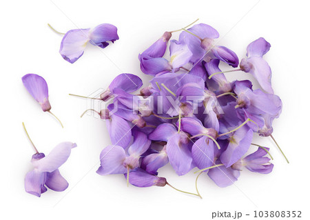 Wisteria flowers isolated on white background with full depth of field. Top view. Flat lay Wisteria flowers isolated on white background with full depth of field. Top view. Flat lay 103808352