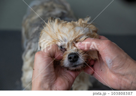 Groomer woman washing spitz dog with shampoo.  103808387