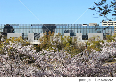 広島城の桜とお堀越しに見える広島市立基町高等学校 103808392