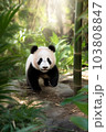 森の中を歩くジャイアントパンダの子供 103808847