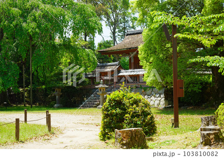 清瀧宮本殿　醍醐寺　若葉に新緑　青もみじ 103810082