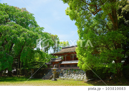 清瀧宮本殿　醍醐寺　若葉に新緑　青もみじ 103810083