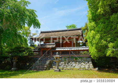 清瀧宮本殿　醍醐寺　若葉に新緑　青もみじ 103810084