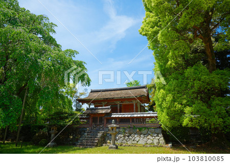 清瀧宮本殿　醍醐寺　若葉に新緑　青もみじ 103810085
