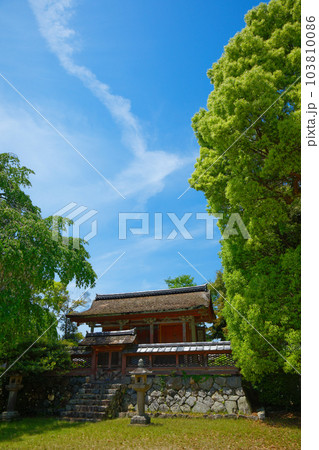 清瀧宮本殿　醍醐寺　若葉に新緑　青もみじ 103810086