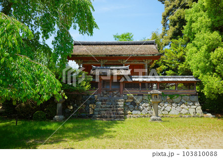 清瀧宮本殿　醍醐寺　若葉に新緑　青もみじ 103810088
