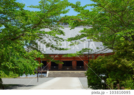 醍醐寺 金堂 若葉に新緑 青もみじ 醍醐寺 金堂 若葉に新緑 青もみじ 103810095