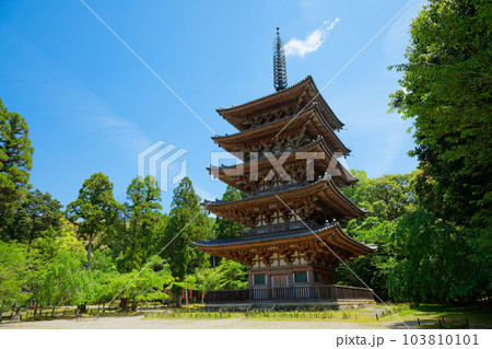 醍醐寺　五重塔　若葉に新緑　青もみじ 103810101