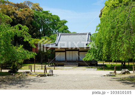 清瀧宮拝殿　醍醐寺　若葉に新緑　青もみじ 103810105