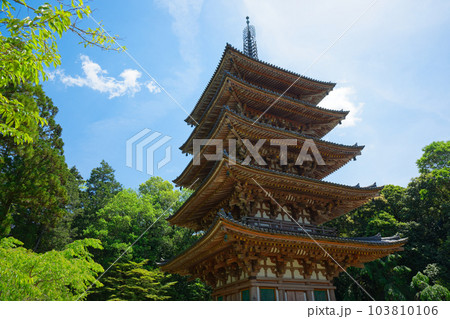 醍醐寺 五重塔 若葉に新緑 青もみじ 醍醐寺 五重塔 若葉に新緑 青もみじ 103810106