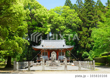 醍醐寺 不動堂 若葉に新緑 青もみじ 醍醐寺 不動堂 若葉に新緑 青もみじ 103810108