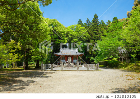 醍醐寺　不動堂　若葉に新緑　青もみじ 103810109