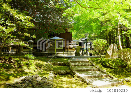 醍醐寺　祖師堂　若葉に新緑　青もみじ 103810239