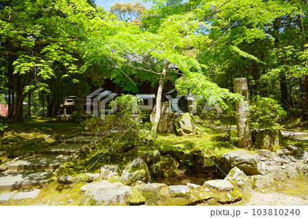 醍醐寺　祖師堂　若葉に新緑　青もみじ 103810240