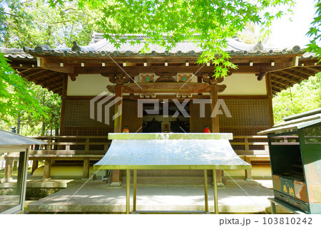 醍醐寺 祖師堂 若葉に新緑 青もみじ 醍醐寺 祖師堂 若葉に新緑 青もみじ 103810242