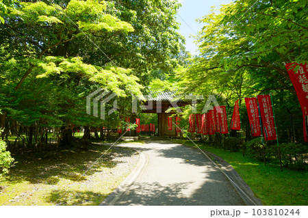醍醐寺 日月門 若葉に新緑 青もみじ 醍醐寺 日月門 若葉に新緑 青もみじ 103810244