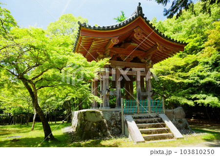 醍醐寺　鐘楼　若葉に新緑　青もみじ 103810250