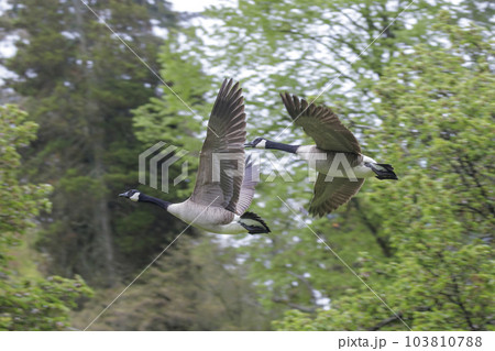 flying canada goose 103810788