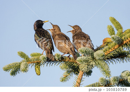 European Starling bird 103810789