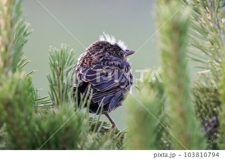 red winged blackbird 103810794