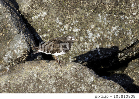 Black turnstone bird Black turnstone bird 103810809