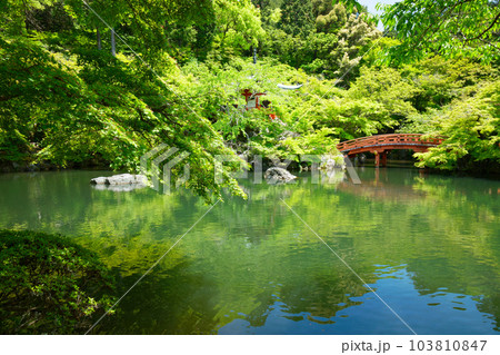 林泉 池 若葉に新緑 青もみじ 醍醐寺 林泉 池 若葉に新緑 青もみじ 醍醐寺 103810847