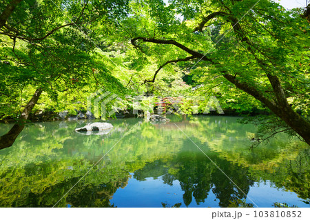 林泉 池 若葉に新緑 青もみじ 醍醐寺 林泉 池 若葉に新緑 青もみじ 醍醐寺 103810852